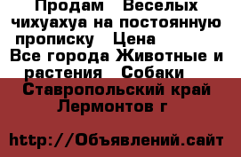 Продам.  Веселых чихуахуа на постоянную прописку › Цена ­ 8 000 - Все города Животные и растения » Собаки   . Ставропольский край,Лермонтов г.